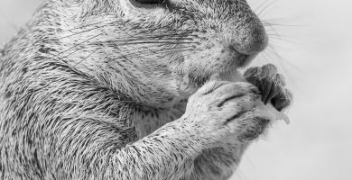 Ventajas y Deesventajas 2026